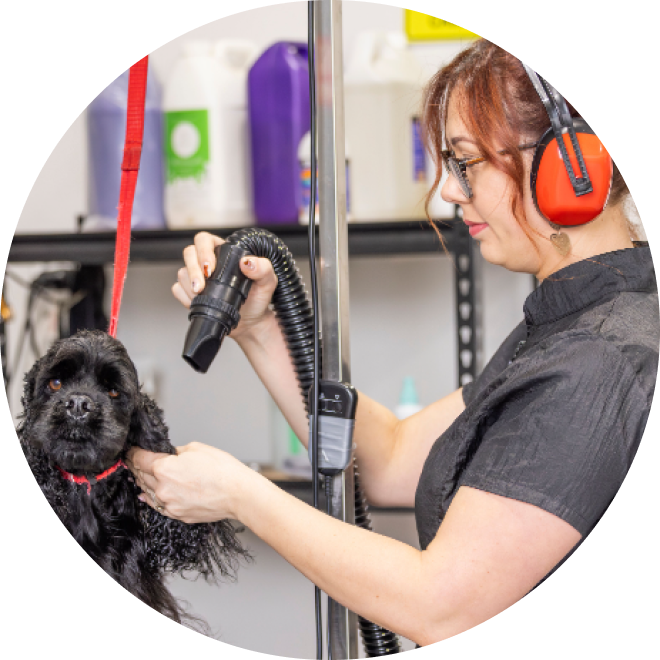 Oasis Pet Styling - Dog Grooming Singleton Kurri Kurri Wash Near Me Cat Deshed Puppy