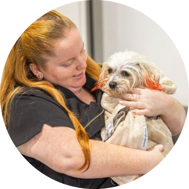 Oasis Pet Styling - Dog Grooming Singleton Kurri Kurri Wash Near Me Cat Deshed Puppy